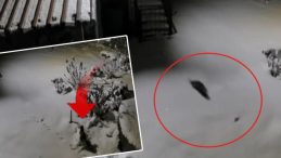 A&ccedil; Kalan Yaban Hayvanları İnsan Yerleşimlerine İndi!