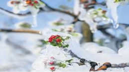 Don zararı desteği y&uuml;zde 70&rsquo;e &ccedil;ıkarıldı