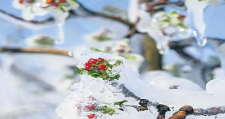 Don zararı desteği y&uuml;zde 70&rsquo;e &ccedil;ıkarıldı