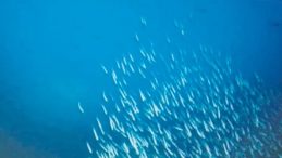 D&uuml;nyanın En Nadir Balığı: Sadece 38 Tane Kaldı