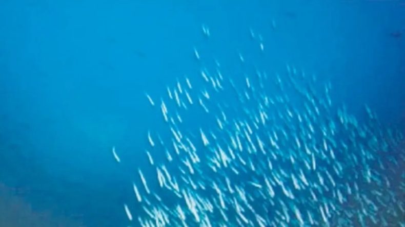 D&uuml;nyanın En Nadir Balığı: Sadece 38 Tane Kaldı