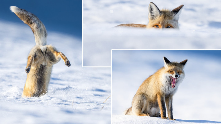 Eksi 20 Derecede Tilkilerin Hayatta Kalma M&uuml;cadelesi