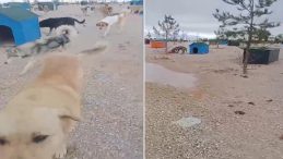 Eskişehir'de barınakta a&ccedil; kalan k&ouml;peklerin, başka k&ouml;peği yediği iddiası! Soruşturma başlatıldı