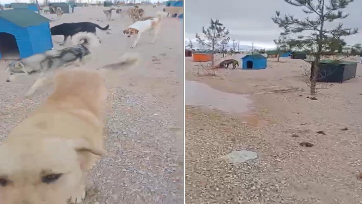 Eskişehir'de barınakta a&ccedil; kalan k&ouml;peklerin, başka k&ouml;peği yediği iddiası! Soruşturma başlatıldı