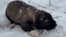 G&ouml;r&uuml;nt&uuml;leri Sosyal Medya &Uuml;zerinden Yayınladı… Yavru K&ouml;peğe İşkence Eden Kişi Tutuklandı