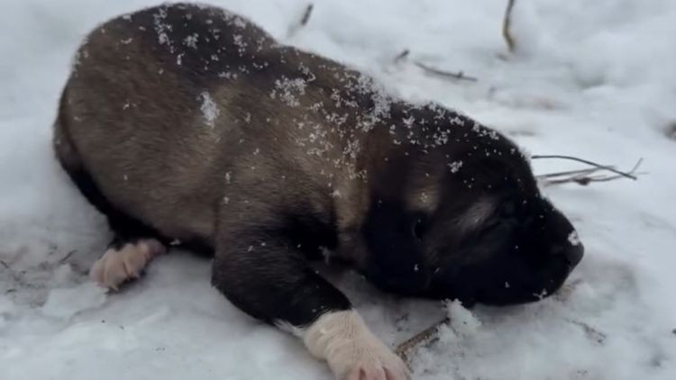 G&ouml;r&uuml;nt&uuml;leri Sosyal Medya &Uuml;zerinden Yayınladı… Yavru K&ouml;peğe İşkence Eden Kişi Tutuklandı