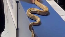 Kafeye Girip Elinde Yılanla Gezen Kişiye Para Cezası Kesildi