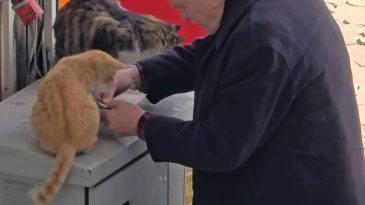 Kalbinizi Isıtan Anlar: Yaşlı Adam ve Sokak Kedileri