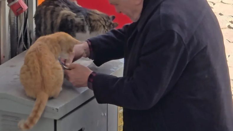 Kalbinizi Isıtan Anlar: Yaşlı Adam ve Sokak Kedileri