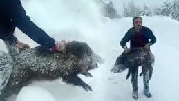 Karlı Yolda Karşılaştı, Eller İle Yakaladı! 'Kimse Buna &Ouml;zenmesin! B&uuml;y&uuml;kleri İnsanı Par&ccedil;alayabilir'