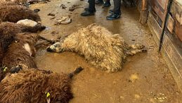 Kars'ta Kurt Korkusu: 130 Koyun Telef Oldu!