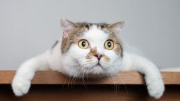 Kedi Tazminatı Davası