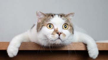 Kedi Tazminatı Davası