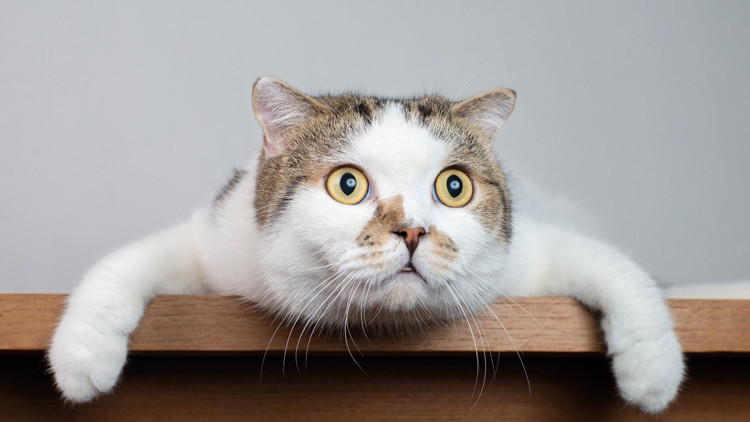 Kedi Tazminatı Davası