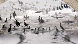 Kızılırmak&rsquo;ta &lsquo;Karabatak&rsquo; Ş&ouml;leni