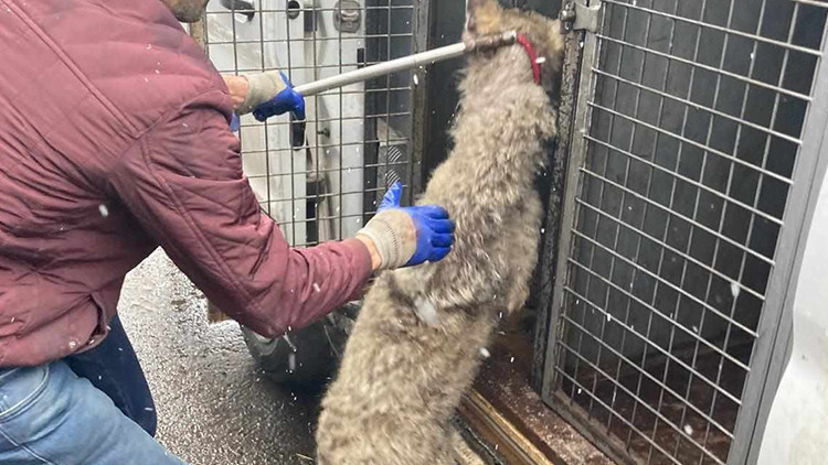 Lastik&ccedil;iye Girdi, Vatandaşların Y&uuml;reği Ağzına Geldi