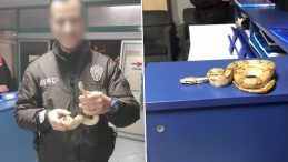 Mısır Yılanıyla Kafede Dolaşan Gen&ccedil;, 11 Bin 977 Lira Cezaya &Ccedil;arptırıldı