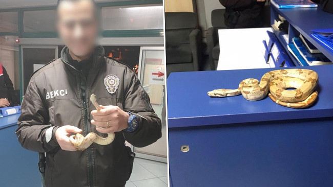 Mısır Yılanıyla Kafede Dolaşan Gen&ccedil;, 11 Bin 977 Lira Cezaya &Ccedil;arptırıldı