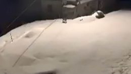 Nesli Tehdit Altında Olan Vaşak Ailesi G&ouml;r&uuml;nt&uuml;lendi