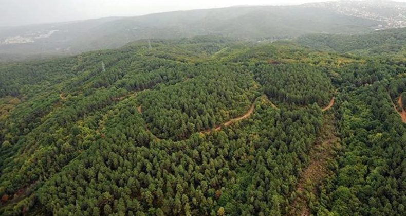 Orman Kadastrosu Uygulaması Başlatıldı