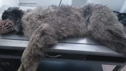 Otomobilin &Ccedil;arptığı K&ouml;pek &Uuml;zerinde Y&uuml;zlerce Sa&ccedil;ma İzi Belirlendi