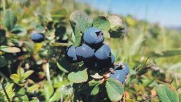 Rusların sağlık deposu T&uuml;rk karamuku