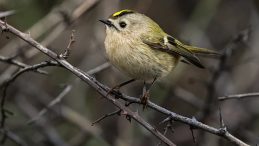 Sadece 7 Santimetre! Bu Minik Canlının Soğukla M&uuml;cadelesi Y&uuml;rekleri Isıttı