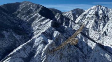 Sakallı Akbaba, Dron Kamerasıyla G&ouml;r&uuml;nt&uuml;lendi