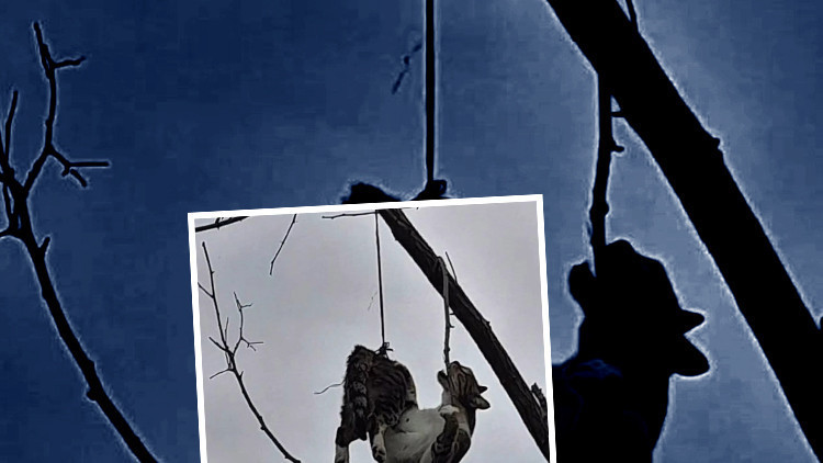 Samsun'da Vicdansızlık Olayı! Hayvanseverlerden Tepkiler Yağdı