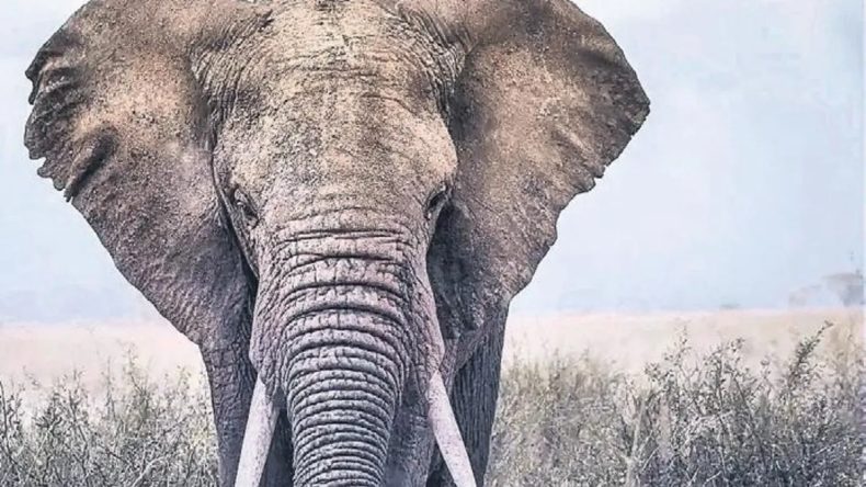 Seri Katil İ&ccedil;in Arama Başlatıldı