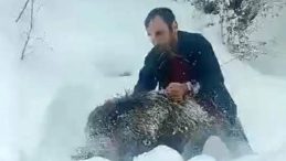 Sinop'ta G&ouml;r&uuml;nt&uuml;ler: Karlı Yolda Domuzu Elle Yakaladı! "Kimseye Tavsiye Etmem"