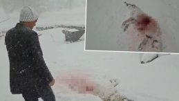Sivas'ta Kurtlar K&ouml;y&uuml;n K&acirc;busu Oldu: '&Ccedil;ıktığımda K&ouml;peği Bu Hale Getirmişlerdi'
