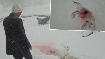 Sivas'ta Kurtlar K&ouml;y&uuml;n K&acirc;busu Oldu: '&Ccedil;ıktığımda K&ouml;peği Bu Hale Getirmişlerdi'