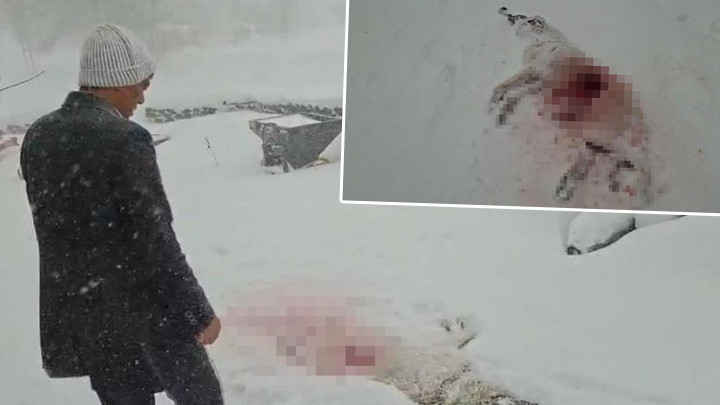 Sivas'ta Kurtlar K&ouml;y&uuml;n K&acirc;busu Oldu: '&Ccedil;ıktığımda K&ouml;peği Bu Hale Getirmişlerdi'