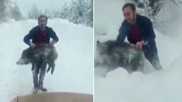 Sosyal Medyada G&uuml;ndem Olmuştu! Sinop'ta Yavru Domuzu Elleriylen Yakalayan Kişiye 15 Bin Lira Ceza