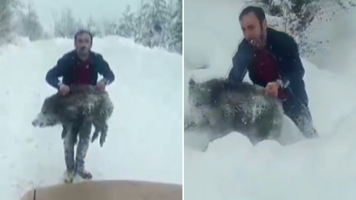 Sosyal Medyada G&uuml;ndem Olmuştu! Sinop'ta Yavru Domuzu Elleriylen Yakalayan Kişiye 15 Bin Lira Ceza