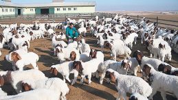 Tarımda Yeni G&uuml;&ccedil;: Koyun S&uuml;t&uuml; Ekonomisi