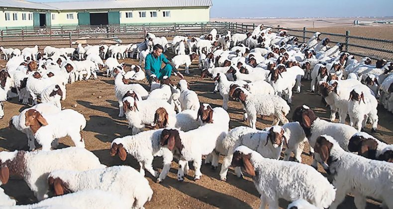 Tarımda Yeni G&uuml;&ccedil;: Koyun S&uuml;t&uuml; Ekonomisi