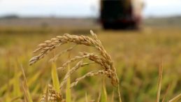 TMO a&ccedil;ıkladı: &Ccedil;eltik alım fiyatları belli oldu