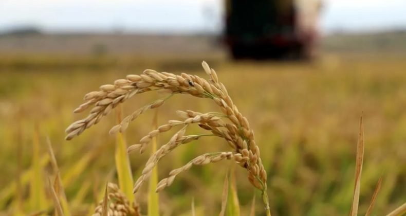 TMO açıkladı: Çeltik alım fiyatları belli oldu