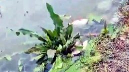 Toplu Balık &Ouml;l&uuml;mlerinin Sebebi Belirlendi! G&ouml;l Sezonunda Hayvansal G&uuml;bre Atığı Bırakan İşletmelere Cezalar Uygulandı