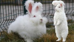 T&uuml;rkiye'de Yok Olmuştu! &Ouml;zel Proje İle Yeniden Hayat Buldu: Ankara Tavşanı Sayısı 130'a Ulaşıyor…