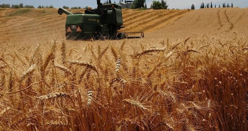 Türkiye’nin En Büyük Buğday Tedarikçisi Rusya Oldu