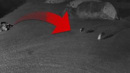 Yer: Kars | A&ccedil; kalan kurtların k&ouml;peği g&ouml;t&uuml;rd&uuml;ğ&uuml; anlar kamerada