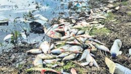 Yosun Patlaması Sonrası Balık &Ouml;l&uuml;mleri Yaşandı