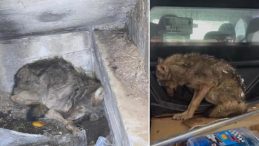 Zonguldak'ta Kar Sebebiyle A&ccedil; Kalan Kurt, K&ouml;pek Barınağına Sığındı