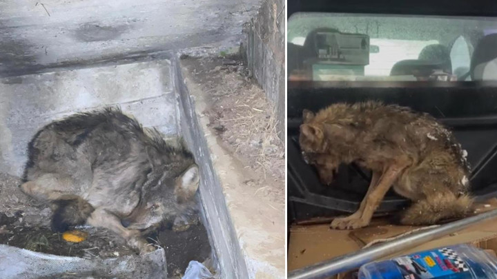 Zonguldak'ta Kar Sebebiyle A&ccedil; Kalan Kurt, K&ouml;pek Barınağına Sığındı
