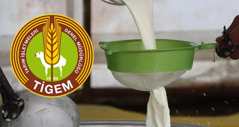 24 Bin Kilogram Koyun S&uuml;t&uuml; Satışı Yapılacak! TİGEM 23 Bin 760 TL Ge&ccedil;ici Teminat İle İhale D&uuml;zenleyecek