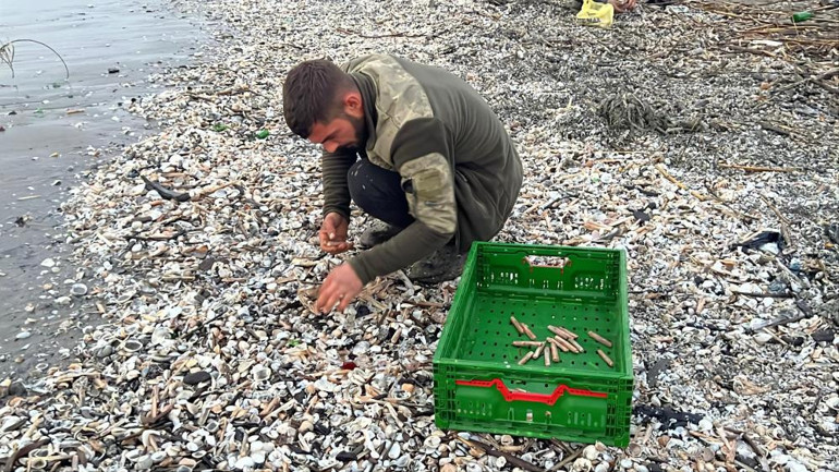 Kargı Midyesi Sahilde