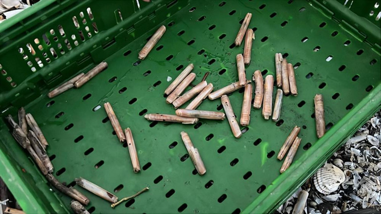 Kargı Midyesi Özellikleri